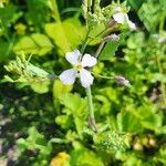 Raphanus raphanistrumFlower