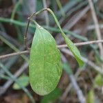 Lawsonia inermis Leaf