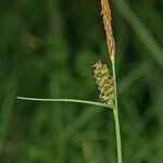 Carex tomentosa Fruit