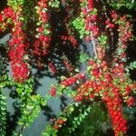 Cotoneaster microphyllus Gyümölcs