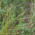 Schoenoplectiella mucronata Habit