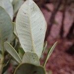 Syzygium tripetalum Leaf