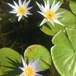 Nymphaea ampla Flor