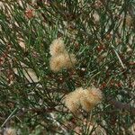 Calligonum polygonoides Leaf