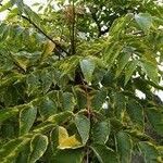 Aralia chinensis ഇല