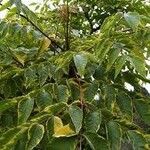 Aralia chinensis Frunză