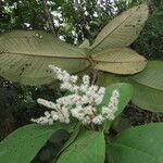 Miconia impetiolaris Leaf