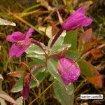 Epilobium latifolium Kwiat