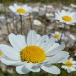 Anthemis chia Flor