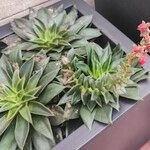 Echeveria affinis Агульны выгляд