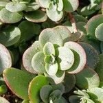 Crassula multicavaLevél