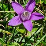 Gentianella germanica Flor