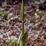 Pseudorchis albida 整株植物