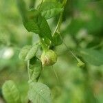 Merremia tridentata Fruto