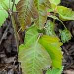 Toxicodendron rydbergii Leaf