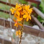 Epidendrum radicans 花