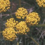 Lomatium triternatum Λουλούδι