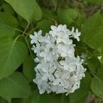 Syringa vulgaris Blomst