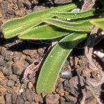 Cynoglossum borbonicum Leaf