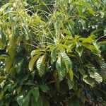 Castanea mollissima Συνήθη χαρακτηριστικά