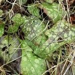 Pulmonaria saccharata Feuille