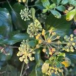 Hedera colchicaVrucht