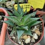 Haworthia limifolia Leaf