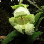 Kohleria tigridia Flor