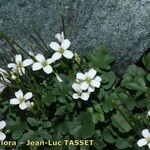 Cardamine plumieri 整株植物