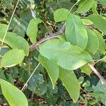 Malus domestica Leaf