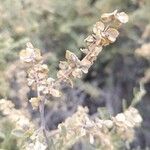 Atriplex canescens Flor