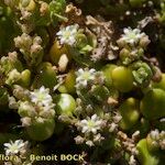 Polycarpon polycarpoides Mosusu