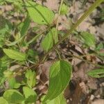 Prunella vulgaris Hostoa