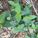 Monarda didymaLevél