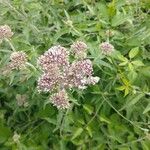 Eupatorium cannabinumŽiedas