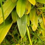 Bulbophyllum antenniferum Leaf