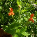 Mimulus cardinalis Hábito