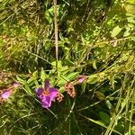 Rhexia virginica Blodyn