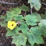 Uncarina grandidieri Yaprak