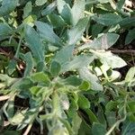 Osteospermum ecklonis Blad