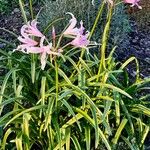 Nerine bowdenii Habit