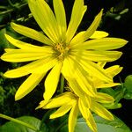 Silphium perfoliatum Çiçek