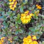 Berberis darwinii Агульны выгляд