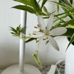 Chlorophytum comosum Květ