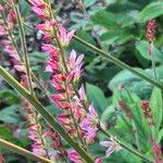 Francoa appendiculata Lorea