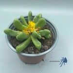 Glottiphyllum oligocarpum List