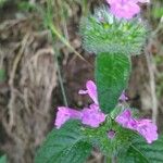 Clinopodium vulgareFlower