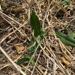 Rumex brownii পাতা