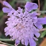 Scabiosa canescens Flors