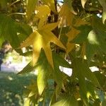 Liquidambar styracifluaΦύλλο